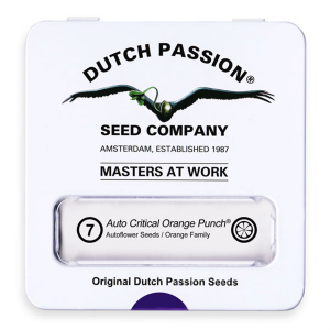 Dutch Passion Auto Critical Orange Punch - Auto - 7er