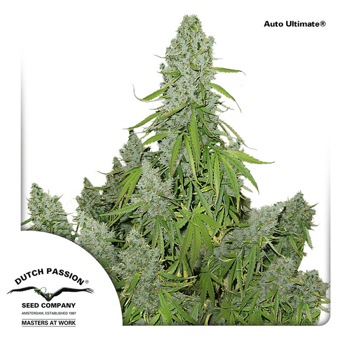 Dutch Passion Auto Ultimate - Automatic - 7 seeds, 59,90 €