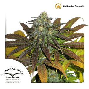 Dutch Passion Californian Orange - Fem - 10er