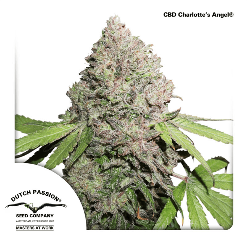 Dutch Passion CBD Charlottes Angel - Fem - 5er