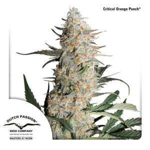 Dutch Passion Critical Orange Punch - Fem - 10er