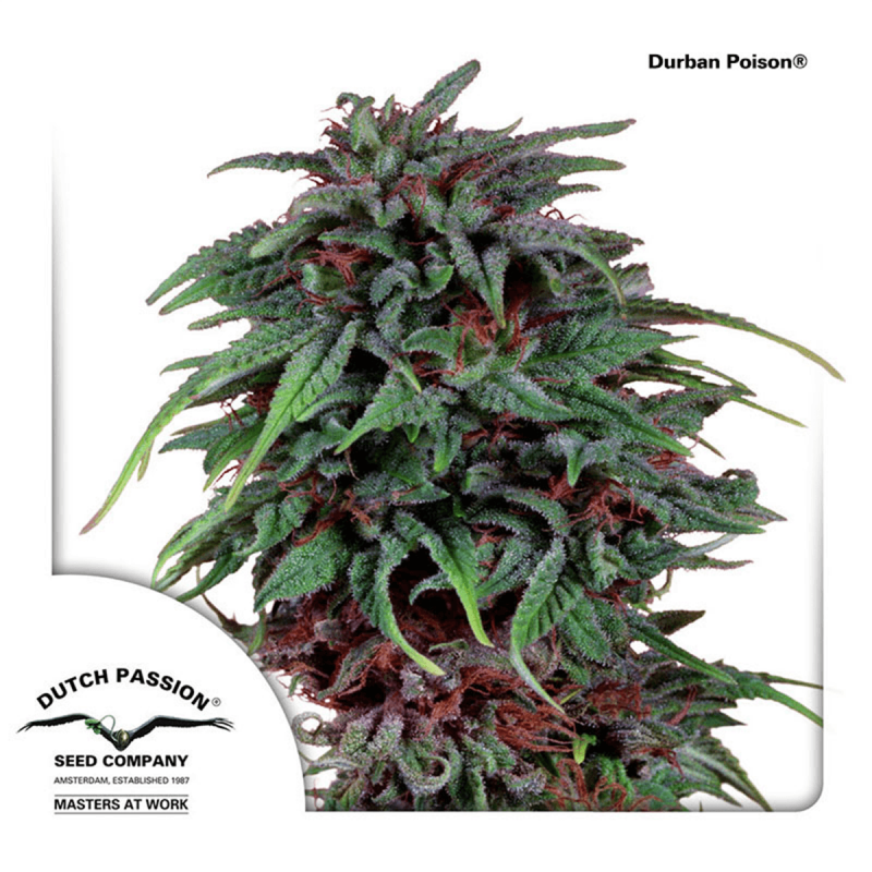 Dutch Passion Durban Poison - Fem - 10er