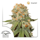 Dutch Passion Orange Bud - Fem - 10er