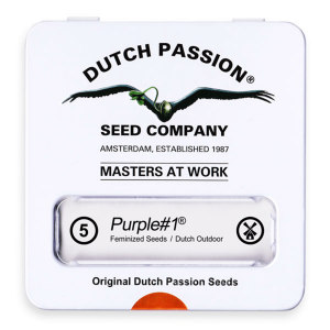 Dutch Passion Purple # 1 - Fem - 5er