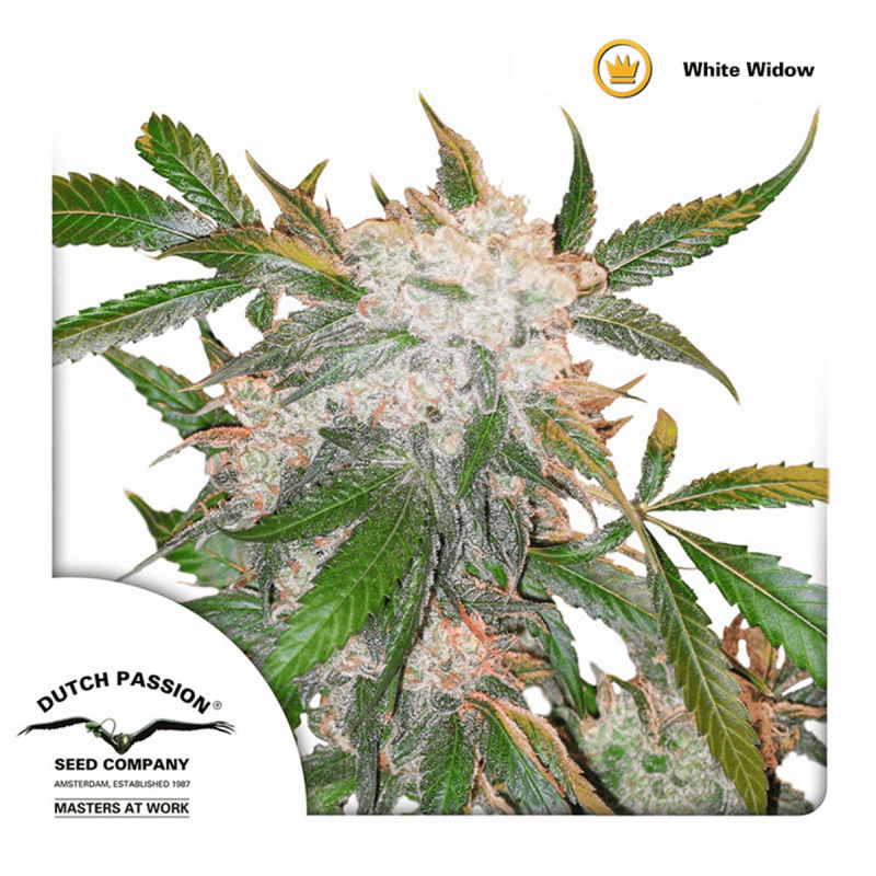 Dutch Passion White Widow - Fem - 10er