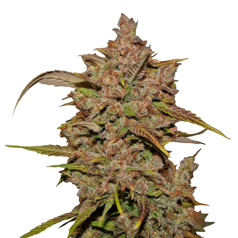 Fast Buds Crystal M.E.T.H. | Automatik | 3 Samen