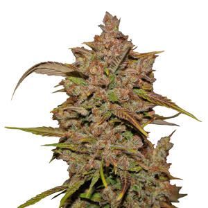 Fast Buds Crystal M.E.T.H. | Automatik | 3 Samen