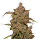 Fast Buds Crystal M.E.T.H. | Automatik | 3 Samen