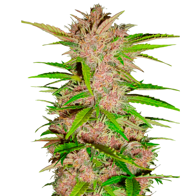 Fast Buds Fastberry - Auto - 3er