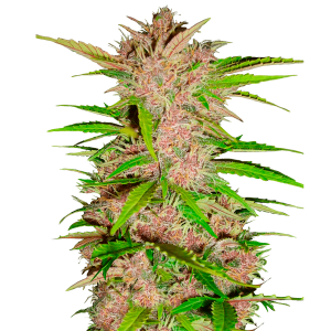 Fast Buds Fastberry - Auto - 3er