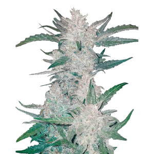 Fast Buds Mexican Airlines | Automatik | 3 Samen