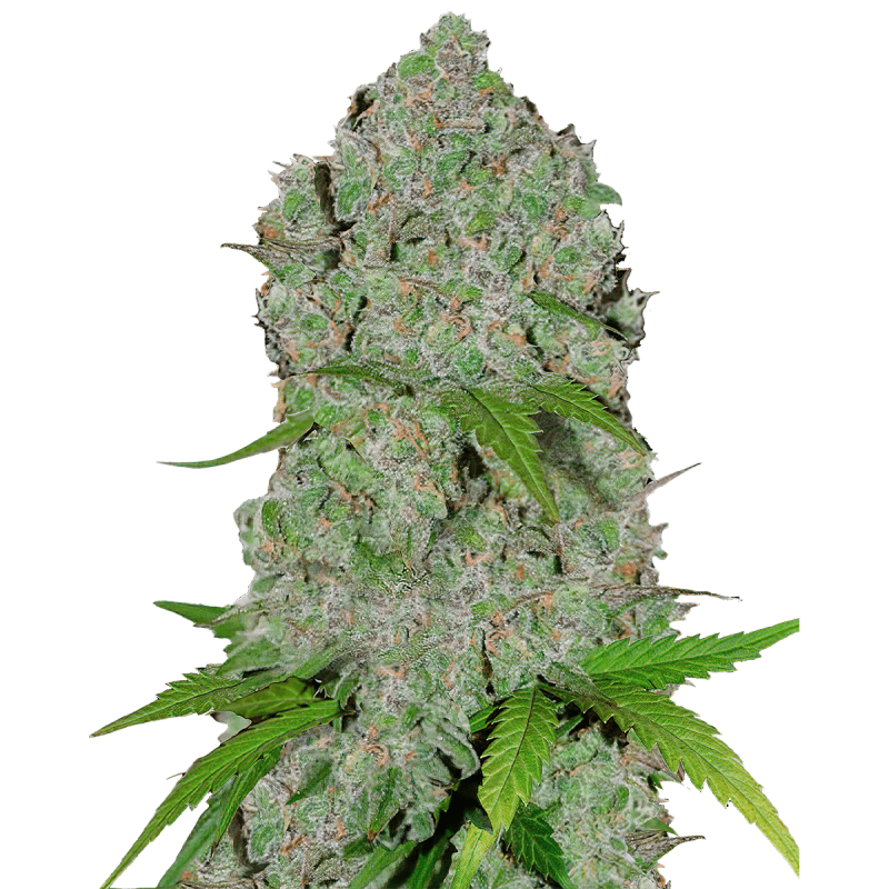 Fast Buds Orange Sherbet | Automatik | 10 Samen