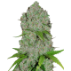 Fast Buds Orange Sherbet | Automatik | 5 Samen