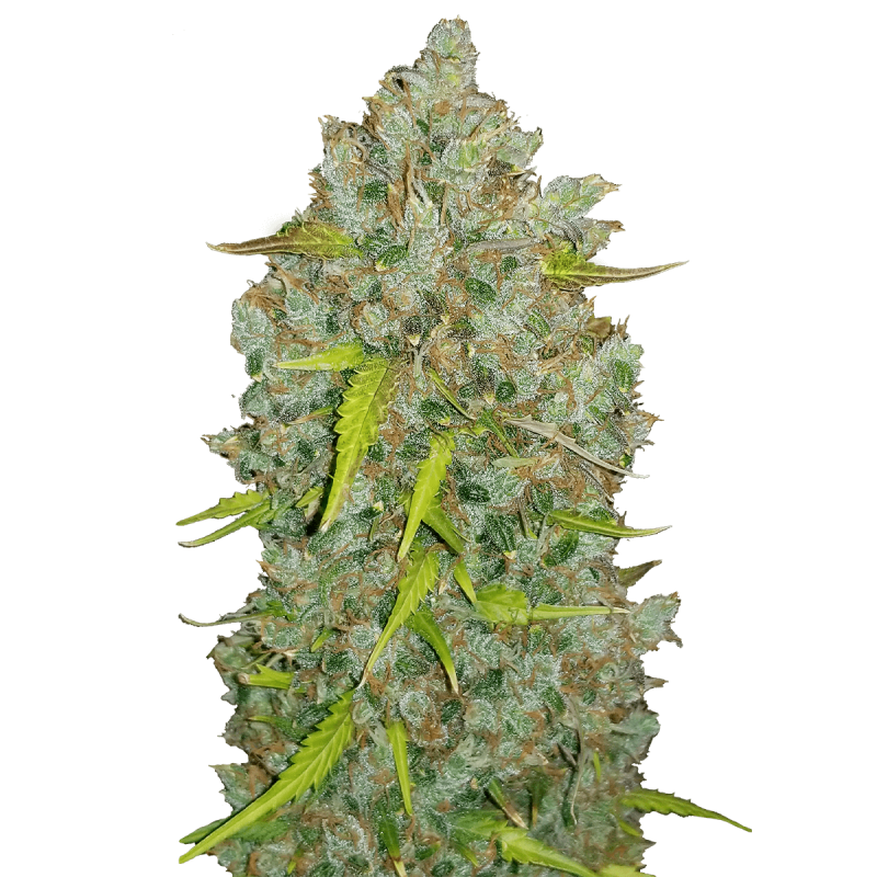 Fast Buds Original Bubblegum - Auto - 3er