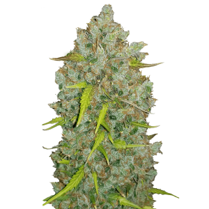 Fast Buds Original Bubblegum - Auto - 3er