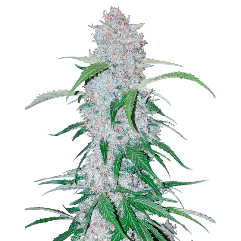 Fast Buds Six Shooter | Automatik | 3 Samen