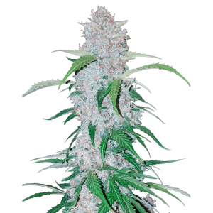 Fast Buds Six Shooter | Automatik | 3 Samen