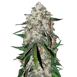 Fast Buds Smoothie Auto - Auto - 3er