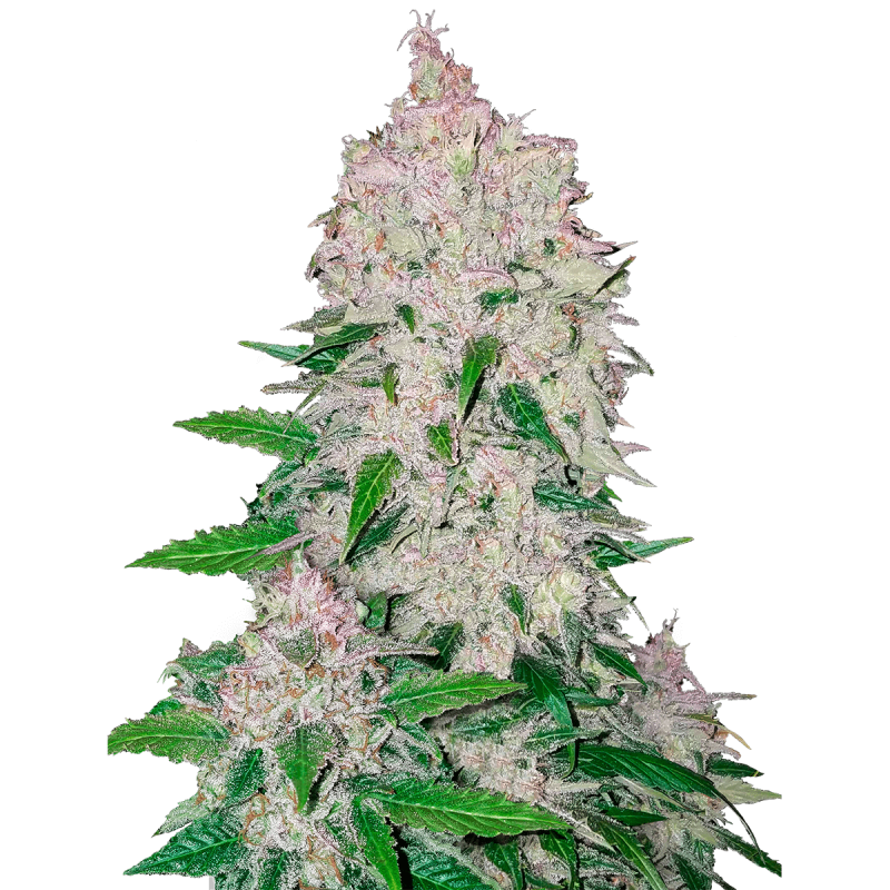 Fast Buds Stardawg | Automatik | 3 Samen