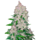 Fast Buds Stardawg | Automatik | 3 Samen