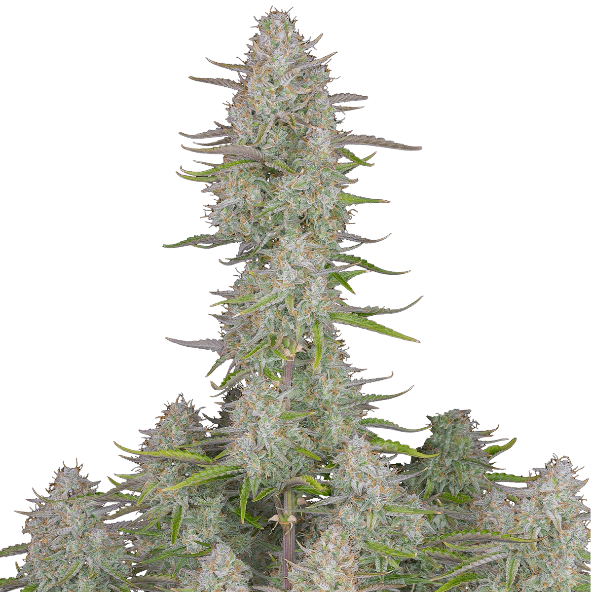 Fast Buds Wedding Cheesecake Auto 3er, 36,00