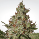 Paradise Seeds Acid - Fem - 10er