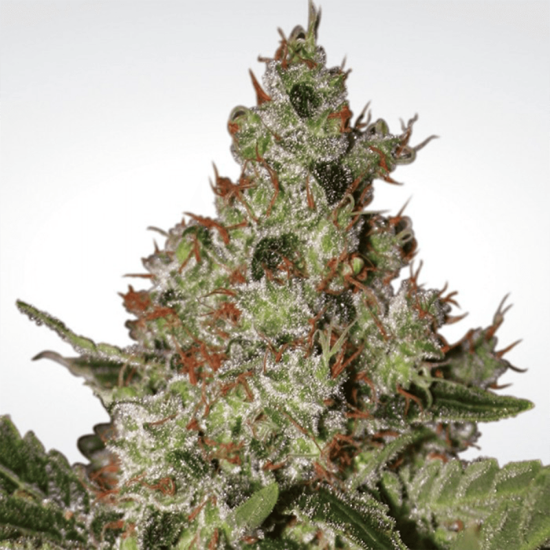 Paradise Seeds Acid - Fem - 5er