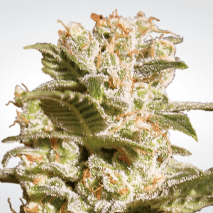 Paradise Seeds Belladonna - Fem - 10er