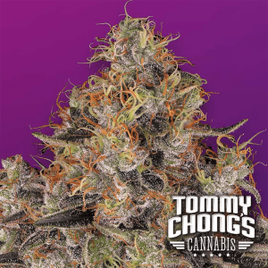 Paradise Seeds Blue Kush Berry - Chongs Choice - Fem - 5er