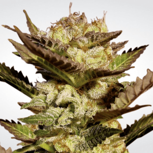 Paradise Seeds Durga Mata - Fem - 10er