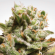 Paradise Seeds Dutch Dragon - Fem - 10er