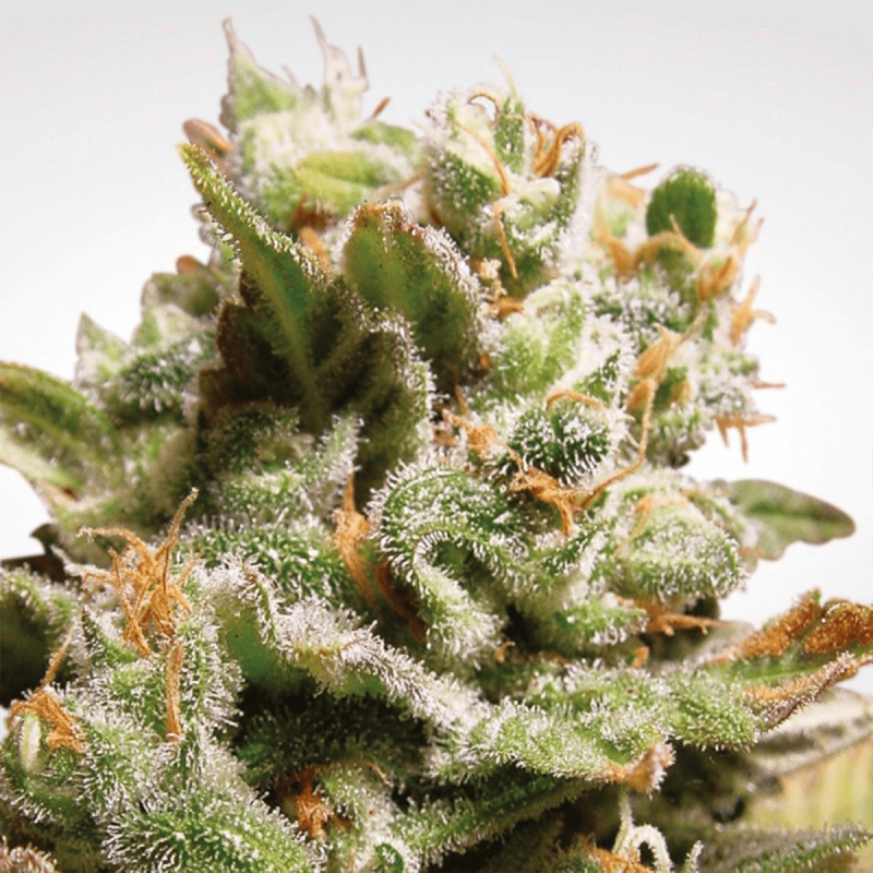 Paradise Seeds Dutch Dragon - Fem - 5er