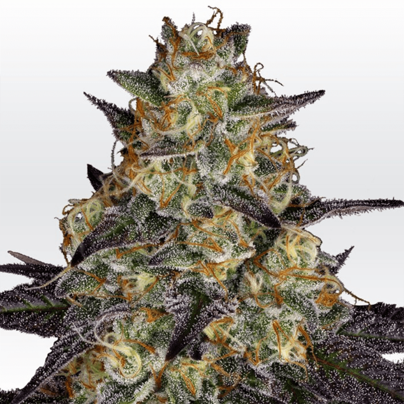 Paradise Seeds El Dorado OG - Fem - 5er