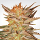 Paradise Seeds Ice Cream - Fem - 10er