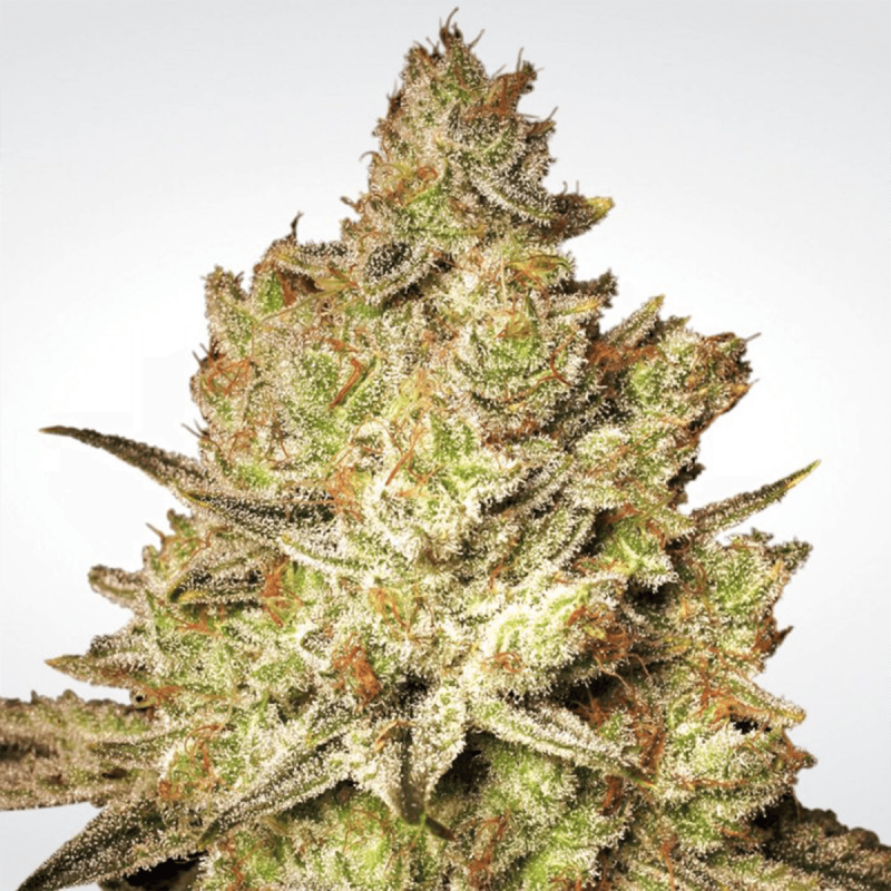 Paradise Seeds Jacky White - Fem - 10er