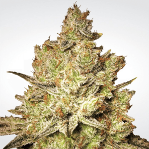 Paradise Seeds Jacky White - Fem - 5er