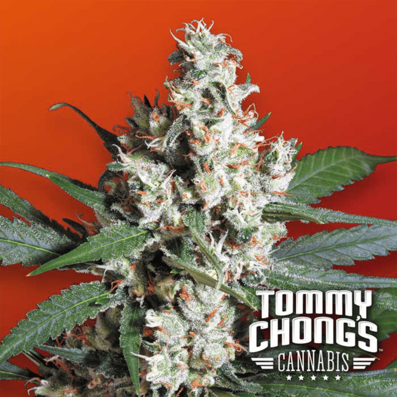 Paradise Seeds L.A. Amnesia - Chongs Choice - Fem - 10er