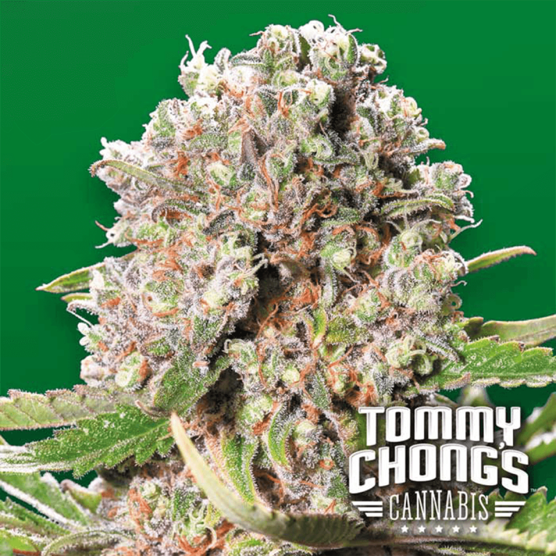 Paradise Seeds Mendocino Skunk - Chongs Choice - Fem - 10er