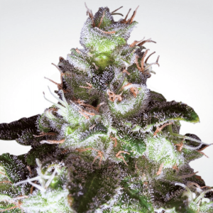 Paradise Seeds Original White Widow - Fem - 10er