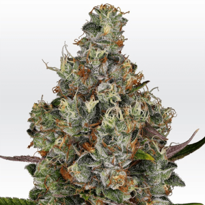 Paradise Seeds Rainbow Road - Fem - 10er