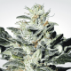 Paradise Seeds Sensi Star - Fem - 10er