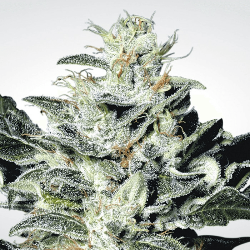 Paradise Seeds Sensi Star - Fem - 5er