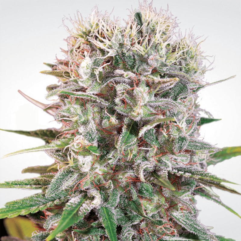 Paradise Seeds Wappa - Fem - 10er