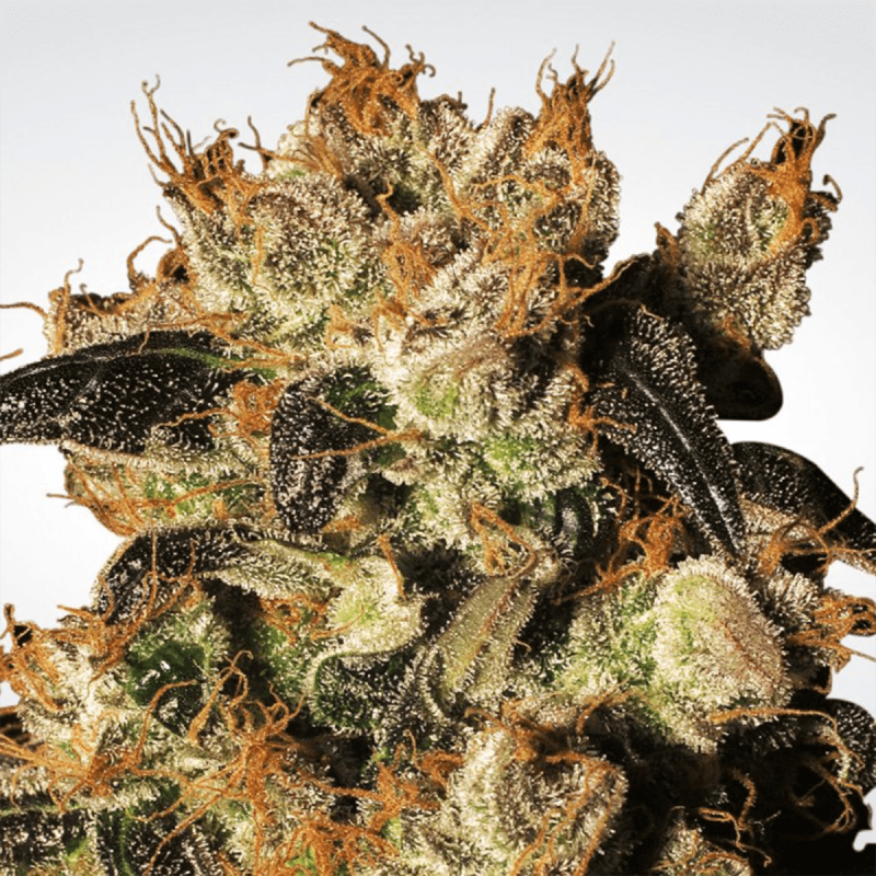 Paradise Seeds White Berry - Fem - 10er