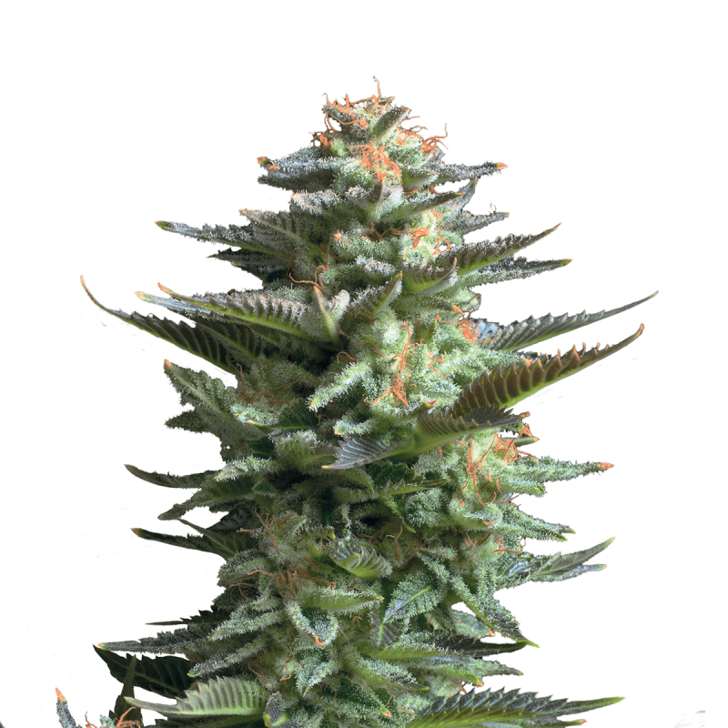 Royal Queen Amnesia Haze | Feminisiert | 5 Samen
