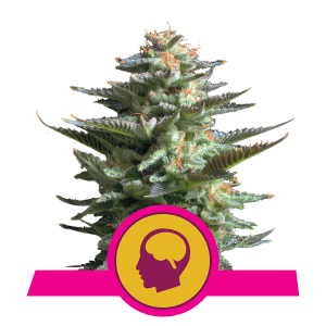 Royal Queen Amnesia Haze | Feminisiert | 5 Samen