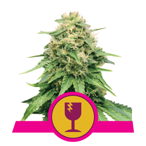 Royal Queen Critical | Feminisiert | 5 Samen