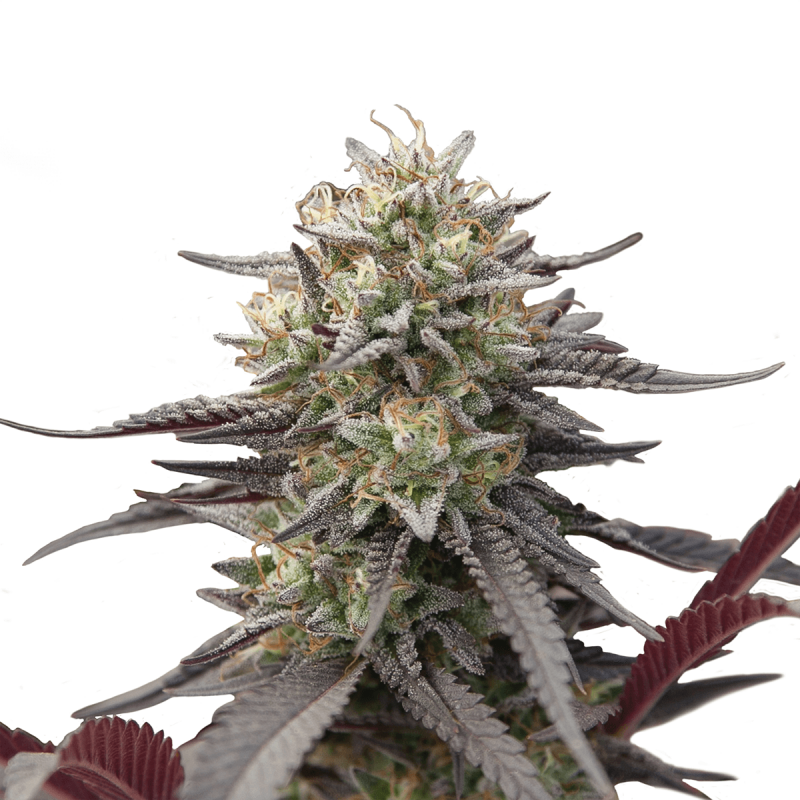 Royal Queen Green Crack Punch - Fem - 10er