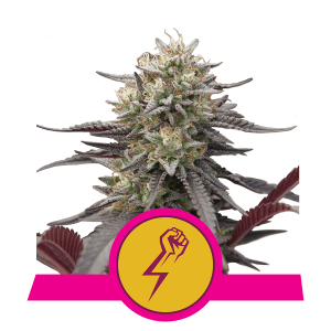 Royal Queen Green Crack Punch - Fem - 10er