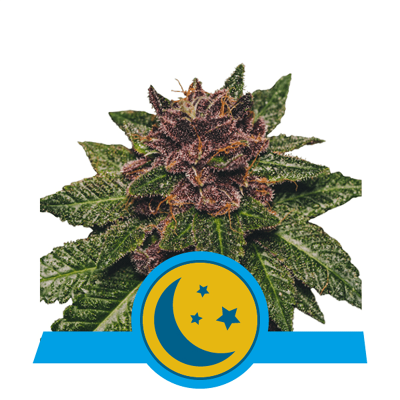 Royal Queen Purplematic CBD | Automatik | 3 Samen